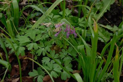<i>Corydalis solida</i>