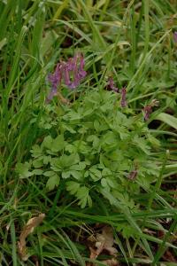 <i>Corydalis solida</i>