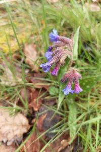 <i>Pulmonaria longifolia</i>