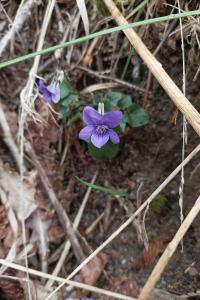 <i>Viola riviniana</i>