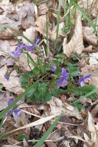 <i>Viola reichenbachiana</i>