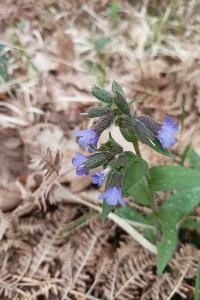 <i>Pulmonaria longifolia</i>