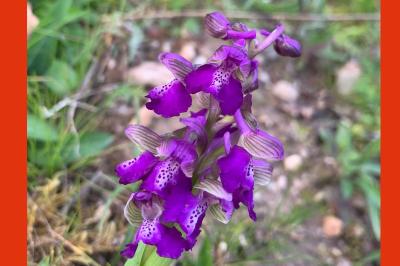 <i>Anacamptis morio</i>