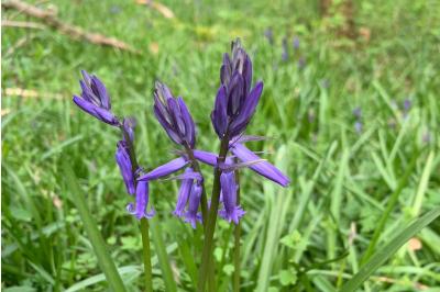 <i>Hyacinthoides non-scripta</i>