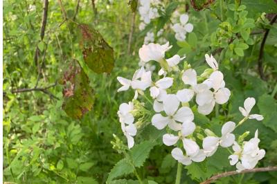 <i>Lunaria annua</i>