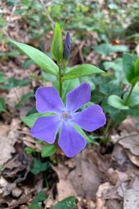 <i>Vinca major</i>