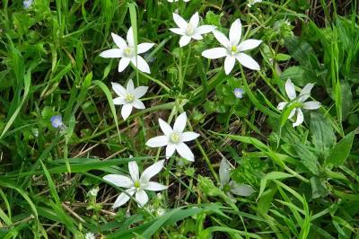 <i>Ornithogalum umbellatum</i>