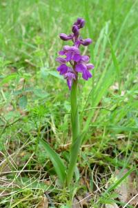 <i>Anacamptis morio</i>