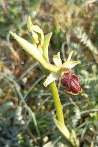 <i>Ophrys aranifera</i>