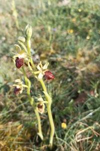 <i>Ophrys aranifera</i>