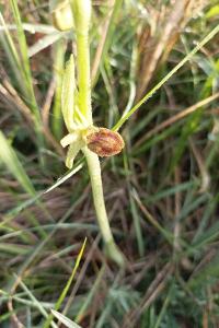 <i>Ophrys virescens</i>