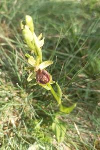 <i>Ophrys virescens</i>