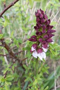 <i>Orchis purpurea</i>