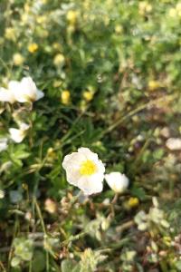 <i>Helianthemum apenninum</i>
