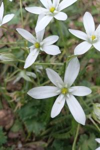 <i>Ornithogalum divergens</i>
