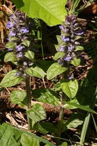 <i>Ajuga reptans</i>