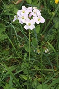 <i>Cardamine pratensis</i>