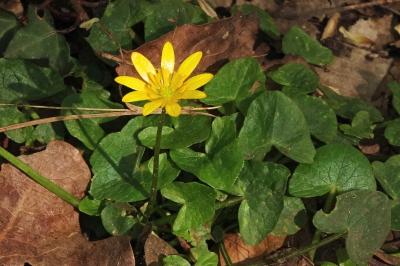 <i>Ficaria verna</i>