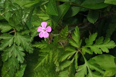 <i>Geranium robertianum</i>