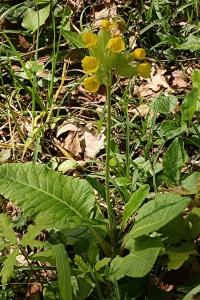 <i>Primula veris</i>