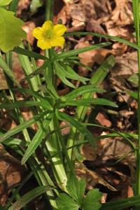 <i>Ranunculus auricomus</i>