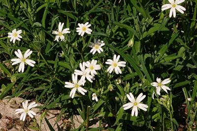 <i>Rabelera holostea</i>