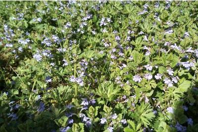 <i>Glechoma hederacea</i>