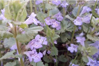 <i>Glechoma hederacea</i>