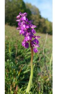 <i>Anacamptis morio</i>