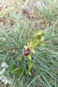 <i>Ophrys virescens</i>