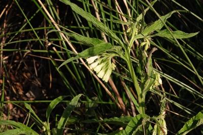 <i>Symphytum officinale</i>