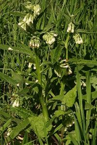<i>Symphytum officinale</i>