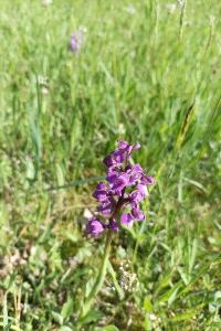<i>Anacamptis morio</i>