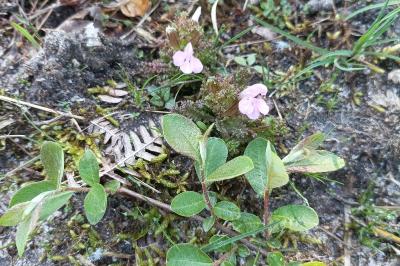 <i>Pedicularis sylvatica</i>