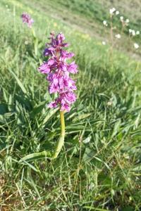 <i>Orchis mascula</i>