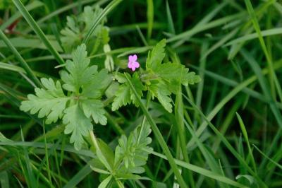 <i>Geranium purpureum</i>