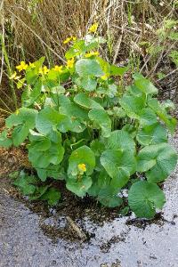 <i>Caltha palustris</i>