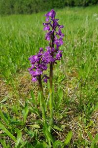 <i>Orchis mascula</i>