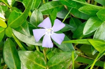 <i>Vinca minor</i>