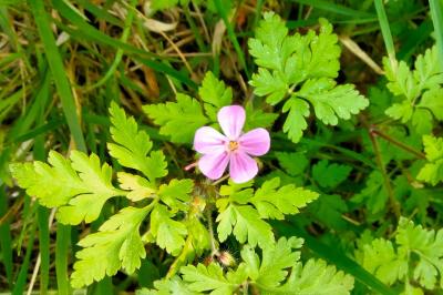 <i>Geranium robertianum</i>