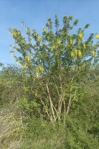<i>Laburnum anagyroides</i>
