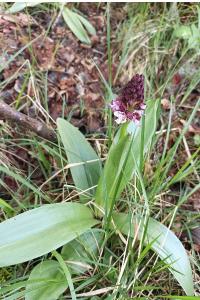 <i>Orchis purpurea</i>