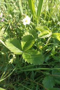 <i>Fragaria viridis</i>