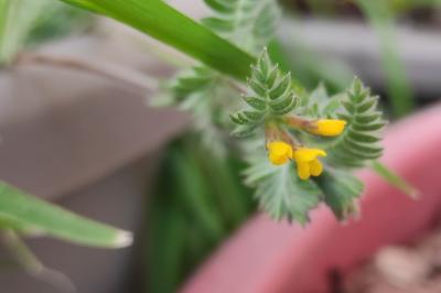 <i>Ornithopus compressus</i>
