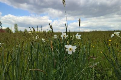 <i>Narcissus poeticus</i>