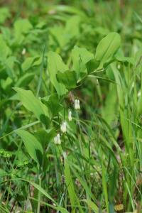 <i>Polygonatum multiflorum</i>