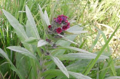 <i>Cynoglossum officinale</i>