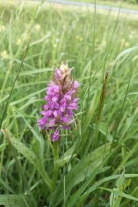 <i>Dactylorhiza majalis</i>