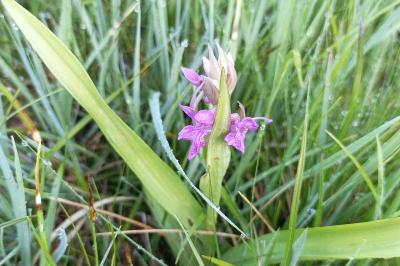 <i>Dactylorhiza majalis</i>
