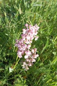 <i>Anacamptis morio</i>